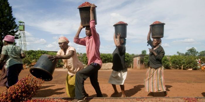 Oparanya Orders Direct Payment to Coffee Farmers as Part of 10 Key Changes