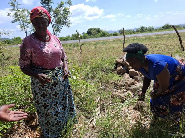 Masinga framers preserve indigenous seeds for posterity – Kenya News Agency