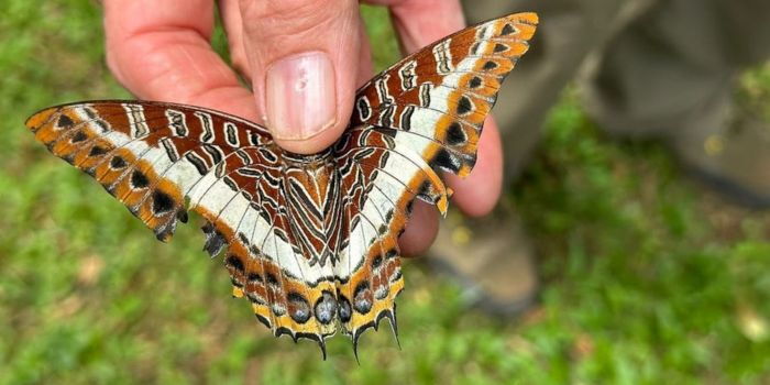 Steve Collins: Kenyan Collector Who Owns a Butterfly Worth Ksh1 Million 