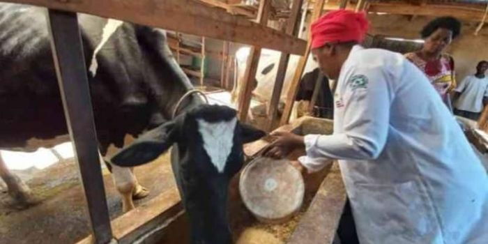 Govt Exploring Semen Sexing Technology to Increase Milk Production