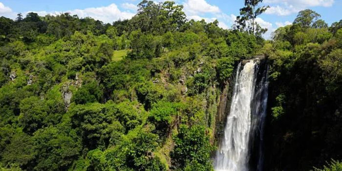 Govt Explains Massive Tree Cutting Exercise in Aberdare Forest