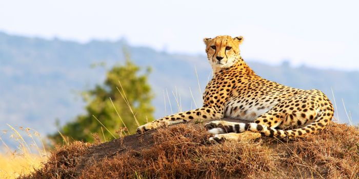 Kenya to Send 20 Cheetahs to India in Historic Wildlife Exchange