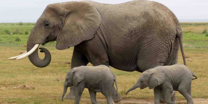 Why It is Rare for an Elephant to Give Birth to Twins