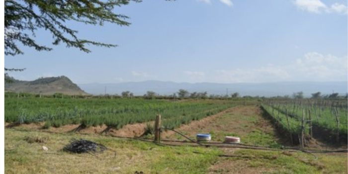 Narok-Migori Land Dispute Turns Violent as Goons Raid Maize Plantation