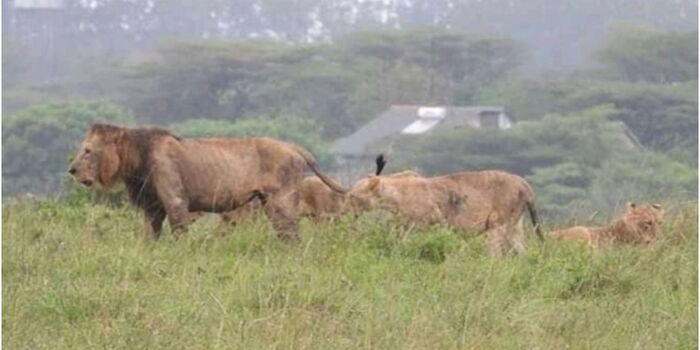 KWS Issues Update on Lions Roaming in Rongai