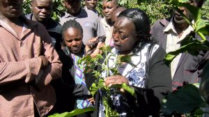 coffee farmers urged to adopt best farming practices – Kenya News Agency