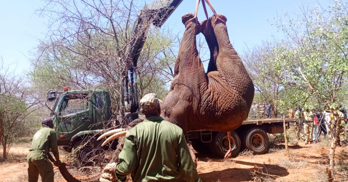 Aging Masinga elephant translocated to Tsavo West – Kenya News Agency