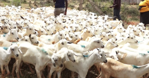 Embu farmers receive hybrid goats worth Sh2.3 million – Kenya News Agency