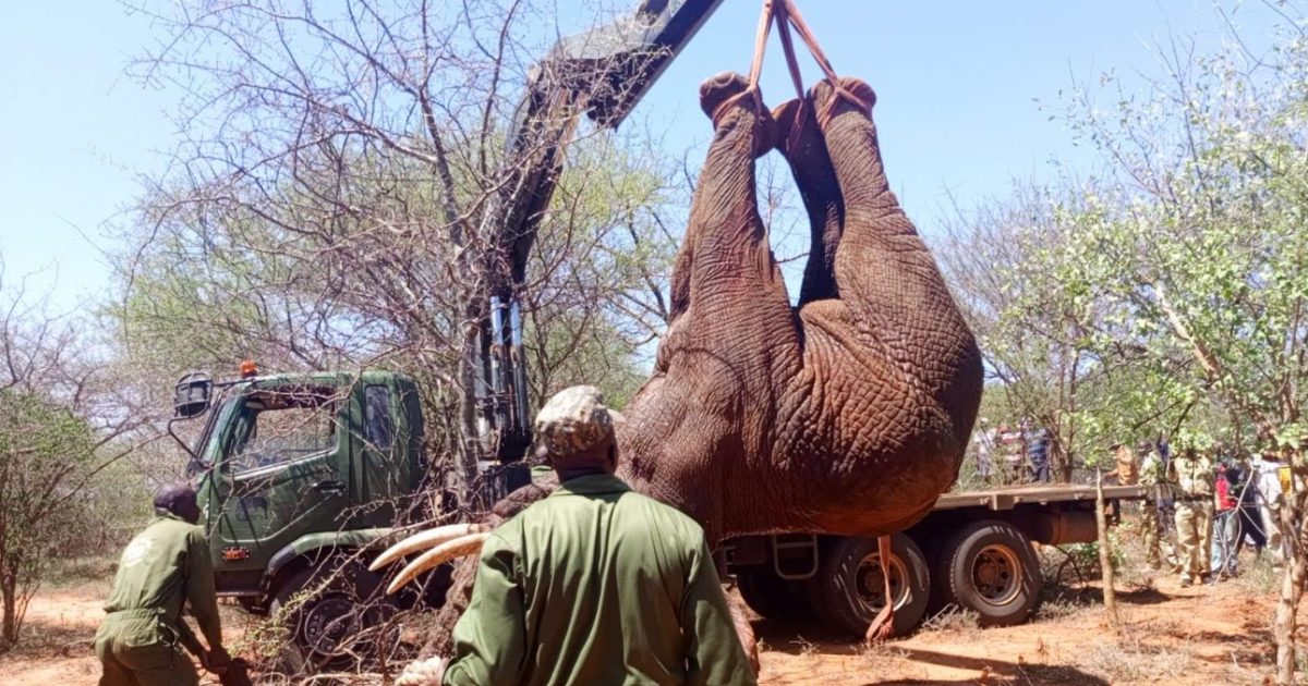 Aging Masinga elephant translocated to Tsavo West Park – Kenya News Agency