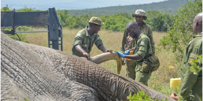 KWS Officers Relocate Heaviest Elephant in Kenya's History